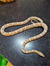 Corn Snake (Ghost)