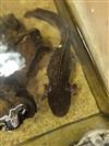 Axolotl (Wild Type)