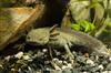 Brown Axolotl