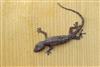 House Gecko