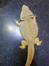 Bearded Dragon