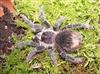 Salmon Pink Tarantula