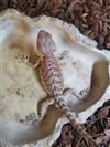 Red Phase Bearded Dragon