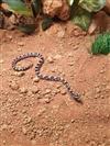 Corn Snake (Anery)