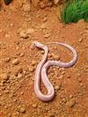 Ghost Corn Snake