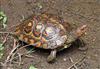 Painted wood turtle