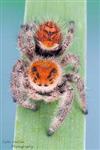 Regal Jumping Spider