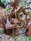 Royal Python (Enchi)