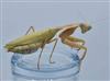 Timor Shield Mantis