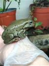 Whites Tree Frog 