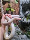 Corn Snake (Snow)