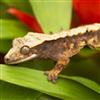 Crested Gecko (Harlequin)