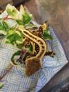 Crested Gecko (Pinstripe)