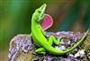 Green Anole