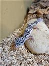 Leopard Gecko (Mac Snow)