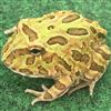 Horned Frog (Camo)