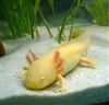 Axolotl (Golden)