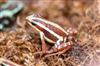 Phantasmal Dart Frog