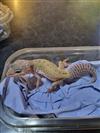 Leopard Gecko (Leucistic)