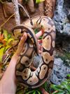 Royal Python (Pastel)