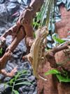 Crested Gecko (lily white)