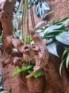 Crested Gecko (Dalmatian)