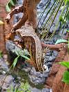 Crested Gecko (Pinstripe)