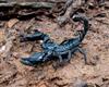Giant Forest Scorpion
