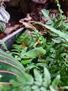 Red-Eyed Tree Frog