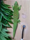 Giant Madagascan Day Gecko