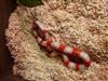 Pueblan x Nelson Milk Snake (Albino )