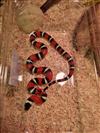 Pueblan x Nelson Milk Snake