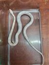 Corn snake (snow)