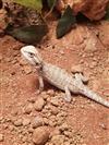 Leather Back Bearded Dragon