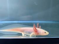 Axolotl