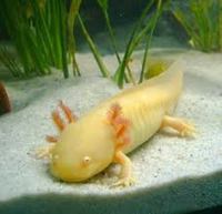Axolotl