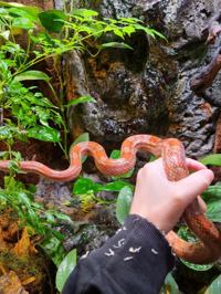 Corn Snake