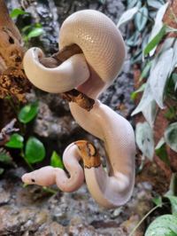 Royal Python